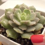 Revive tu suculenta dañada por heladas con estos consejos