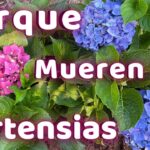 Riego óptimo para hortensias: frecuencia y cantidad ideal