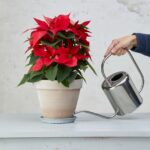 Riego óptimo para Poinsettias: cantidad y frecuencia ideales