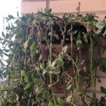 Rocío en tus plantas de interior: ¿Beneficioso o no?