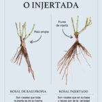 Rosas de Raíz Propia o Injertadas: ¿Cuál es Superior?