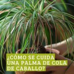 Salva tu Palma de Cola de Caballo: Razones y Soluciones