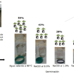 Scarificación de semillas: Técnicas para optimizar la germinación