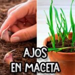¿Se Puede Cultivar Ajo Durante el Verano?