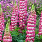 Secretos para Cultivar Lupinos en Invierno: 5 Consejos Clave