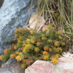 Sedum Angelina: Cómo cultivar suculentas Stonecrop Angelina