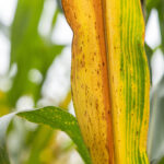 Señales de exceso de riego en tus plantas