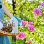 Siembra ahora estas 11 semillas para un jardín primaveral exitoso
