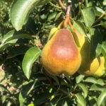 Síntomas y tratamiento del escaldado solar en árboles hojas y frutas