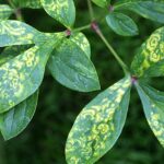 Síntomas y tratamiento del virus mosaico en plantas