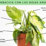Soluciona el problema de las hojas amarillas en Dieffenbachia