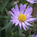 ¿Son las aster plantas anuales bienales o perennes?