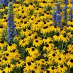 ¿Son las Black-Eyed Susans resistentes a los ciervos en el jardín?