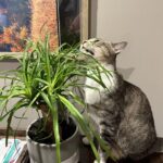 ¿Son los Palm Trees de Cola de Caballo seguros para los gatos?