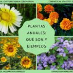 ¿Son los Tagetes Plantas Anuales Bianuales o Perennes?