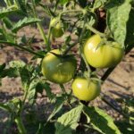 ¿Son tóxicas las plantas de tomate para perros y gatos?