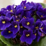 Tamaño Máximo de las Violetas Africanas Cultivadas en Interiores