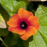 ¿Tienes malezas de flores naranjas en tu jardín?