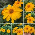Tithonia: Imprescindibles Flores Mexicanas para tu Jardín