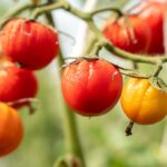 Tomates: Señales de Exceso de Sol y Cómo Evitarlo