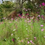 Transforma tu césped en un prado floreciente