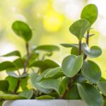 Tres formas sencillas de reproducir tu planta de Peperomia