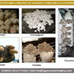 Tres métodos infalibles para cultivar hongos en casa