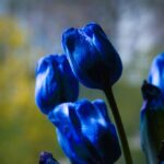 Tulipanes Azules: ¿Existen de Forma Natural?