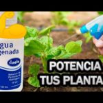 Uso Eficaz del Peróxido de Hidrógeno en el Jardín