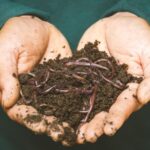 ¿Vale la pena el vermicompostaje?