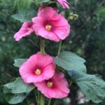 Variedad cromática de las malvarrosas: ¿En qué tonos florecen?