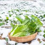 Ventajas e inconvenientes de la siembra en invierno: 9 puntos clave