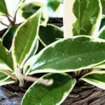 Vida de las Hoyas: ¿Cuántos Años Viven Realmente las Plantas?