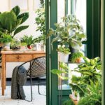 Vida útil de las plantas de interior: ¿cuánto tiempo viven?