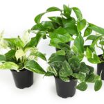 Vida útil del pothos: ¿cuánto tiempo viven estas plantas?