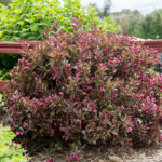 Weigela: Arbusto de Flores Espectaculares