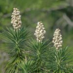 Yucca Aloifolia: Guía para Cultivar Plantas Espada Española