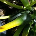 Zucchinis podridos: tratamiento eficaz para la pudrición apical