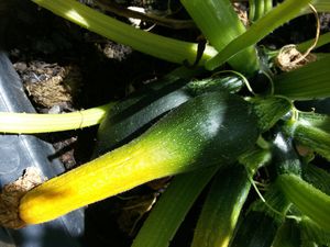 Zucchinis podridos: tratamiento eficaz para la pudrición apical
